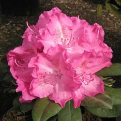 Rhododendron pink, Germania